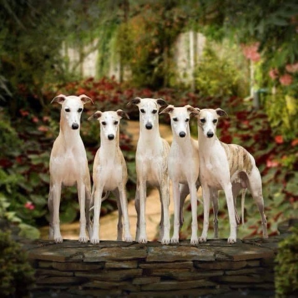 Meet your Posher, Paula - Picture 1 of 1